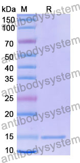 Anti-Human NOTCH1 Nanobody (SAA1286)