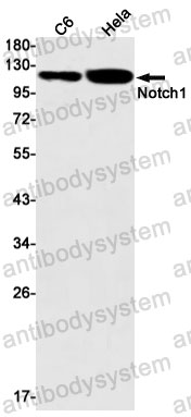 Anti-NOTCH1 Antibody (R1W80)