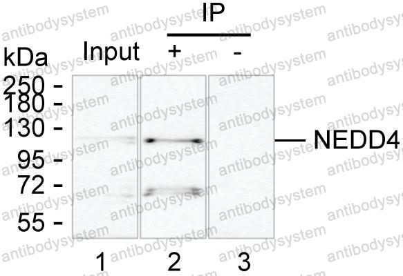 Anti-NEDD4 Antibody (R3L58)