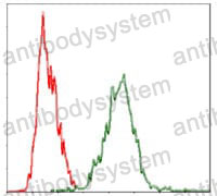 Anti-YAP1 Antibody (R3L59)