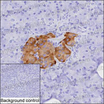 Anti-NPTX2 Antibody (R3L64)