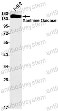 Anti-XDH Antibody (R1X03)