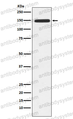 Anti-XDH Antibody (R1X02)