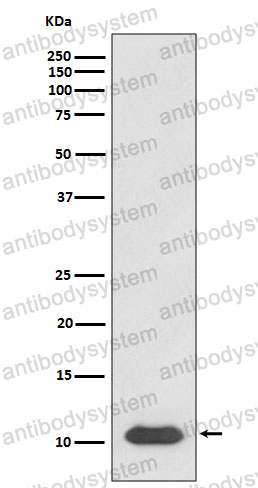 Anti-CXCL12/SDF-1 Antibody (R1X05)