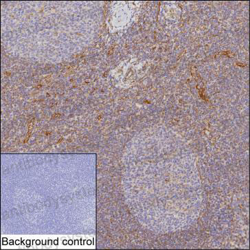 Anti-CXCL12/SDF-1 Antibody (R3L70)