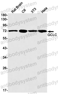 Anti-GCLC Antibody (R1X10)