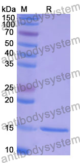 Anti-Human CCT5 Nanobody (SAA1374)