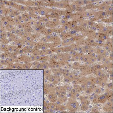 Anti-TDO2 Antibody (R3L79)