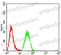 Anti-NR2C2 Antibody (R3L84)