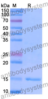 Anti-Human TUFM Nanobody (SAA1227)