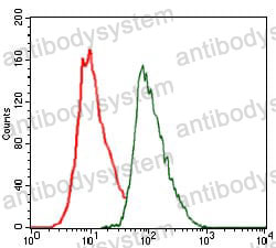 Anti-CEBPA Antibody (R3L94)