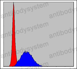 Anti-MCM2 Antibody (R3L96)