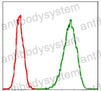 Anti-MCM2 Antibody (R3L97)