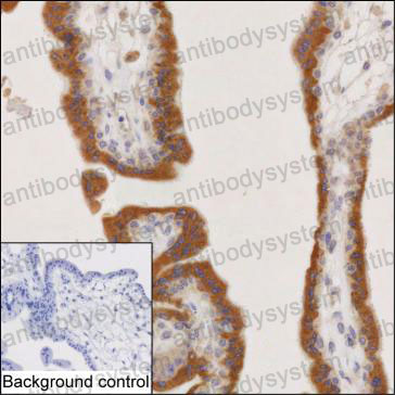 Anti-COMP Antibody (R3L98)