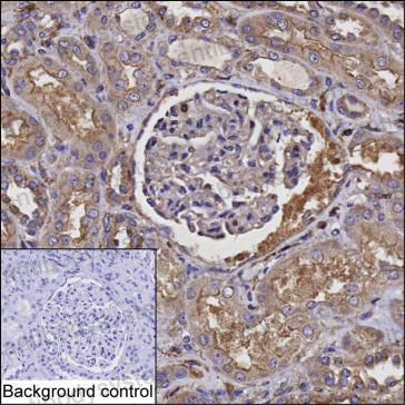 Anti-NUMB Antibody (R3L99)