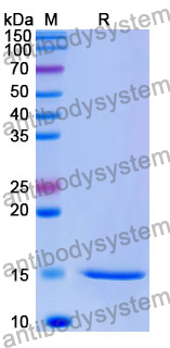 Anti-Human PGF/PlGF/PLGF Nanobody (SAA1244)