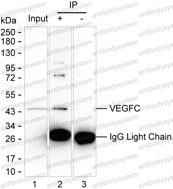 Anti-VEGFC Antibody (R3M02)