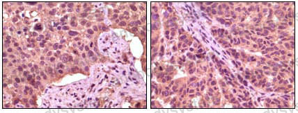 Anti-GSK3A Antibody (R3M04)