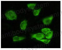 Anti-GSK3A Antibody (R3M05)