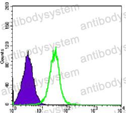 Anti-GSK3B Antibody (R3M07)