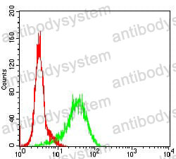 Anti-GSK3B Antibody (R3M08)