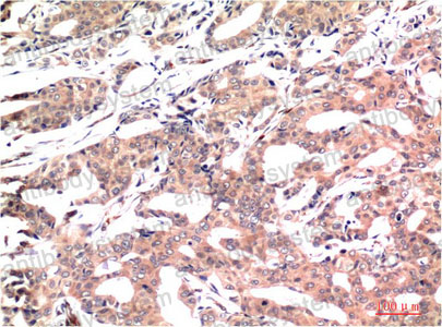 Anti-GSK3B Antibody (R3M09)