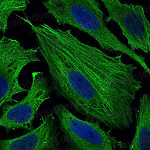 Anti-SMCP Antibody (R3M15)