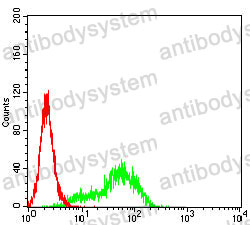 Anti-MRE11 Antibody (R3M18)