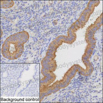 Anti-HNMT Antibody (R3M25)