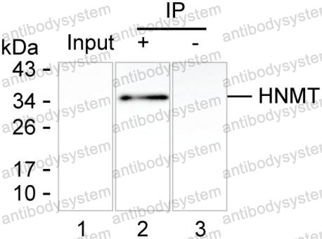 Anti-HNMT Antibody (R3M24)