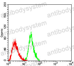 Anti-VASP Antibody (R3M32)