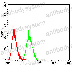 Anti-VASP Antibody (R3M33)