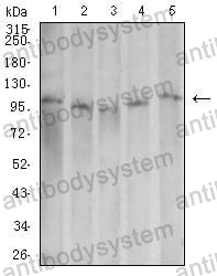 Anti-DNM2 Antibody (R3M35)