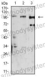 Anti-DNM2 Antibody (R3M36)