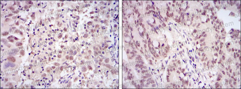 Anti-CDK9 Antibody (R3M40)