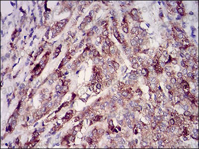 Anti-RAB27A Antibody (R3M45)
