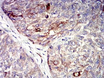 Anti-P2RY4 Antibody (R3M53)