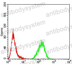 Anti-MECP2 Antibody (R3M55)