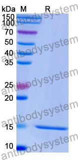 Anti-Human GPC3/Glypican 3 Nanobody (SAA1340)