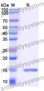 Anti-Human GPC3 Nanobody (HN3)