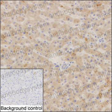 Anti-SUOX Antibody (R3M67)