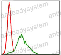 Anti-RSK2/RPS6KA3 Antibody (R3M71)
