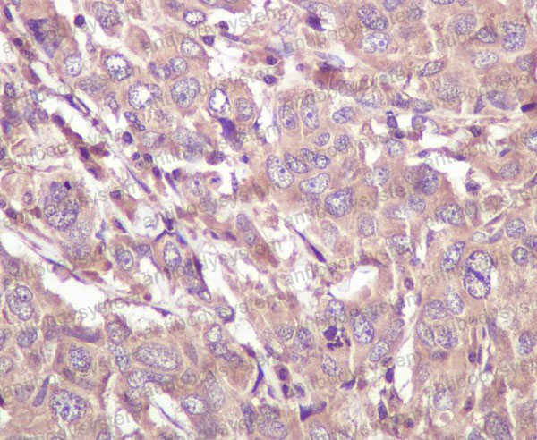 Anti-CASP5 Antibody (R1Y43)