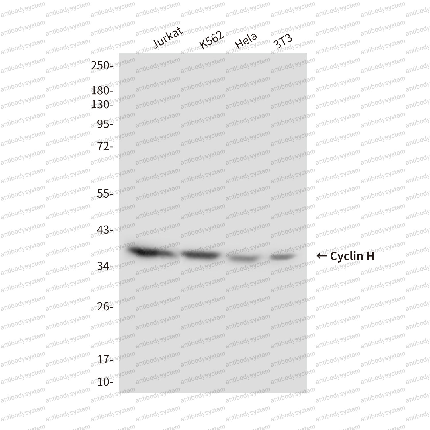 Anti-CCNH Antibody (R3M73)
