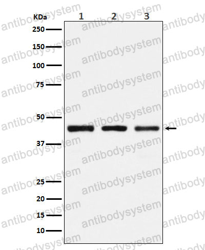 Anti-PGD Antibody (R1Y52)