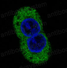 Anti-STAT2 Antibody (R1Y59)