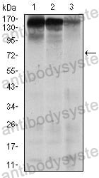 Anti-MSH6 Antibody (R3M84)