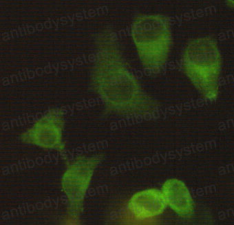 Anti-Eg5/KIF11 Antibody (R3M90)