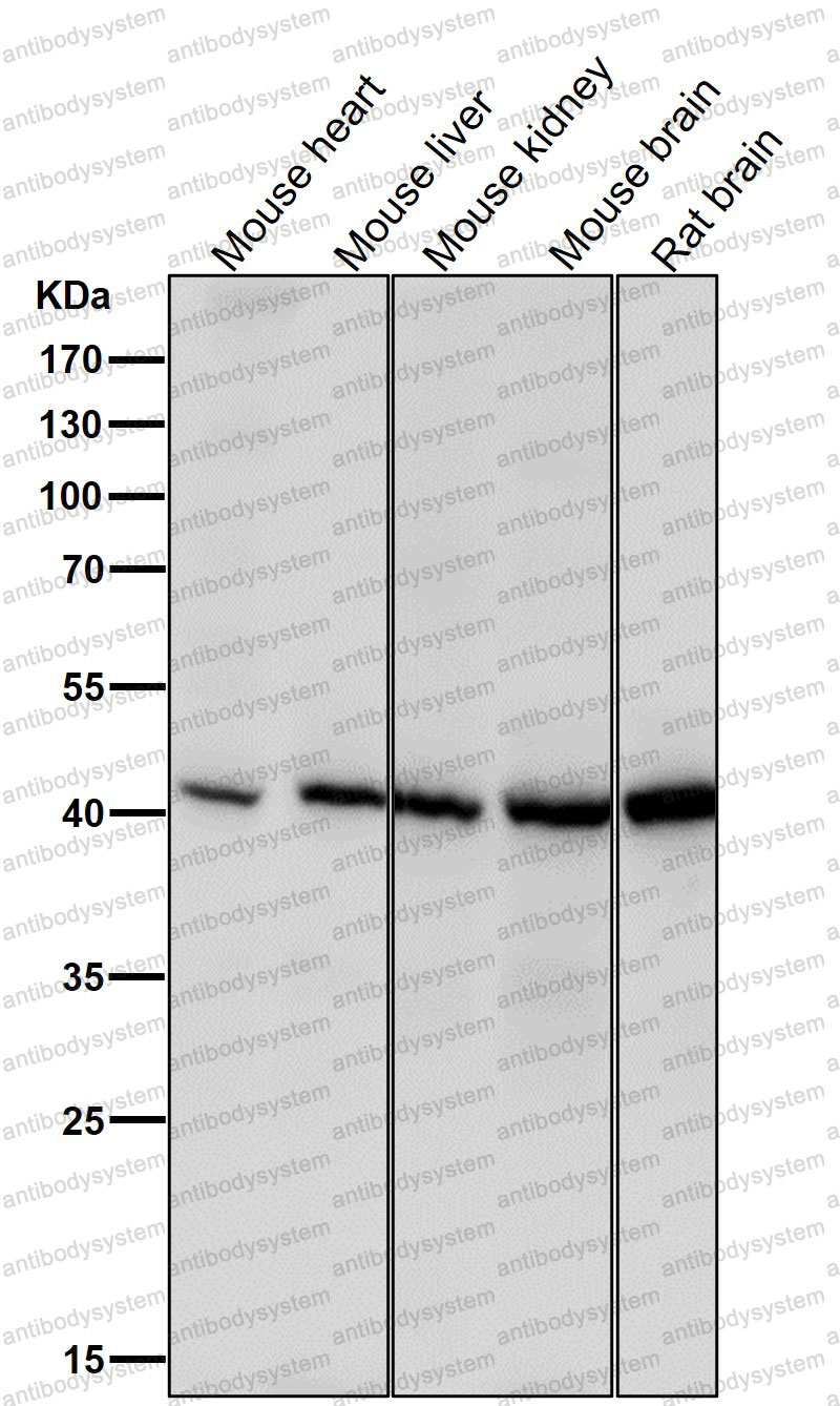 Anti-SMS Antibody (R1Y66)
