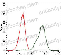 Anti-PDX1 Antibody (R3M97)